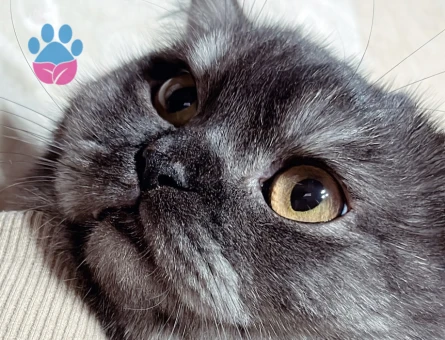 British Shorthair Kedime Eş Arıyorum