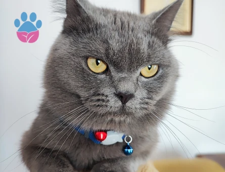 Oğlumuz kül'e çiftleşmesi için eş arıyoruz