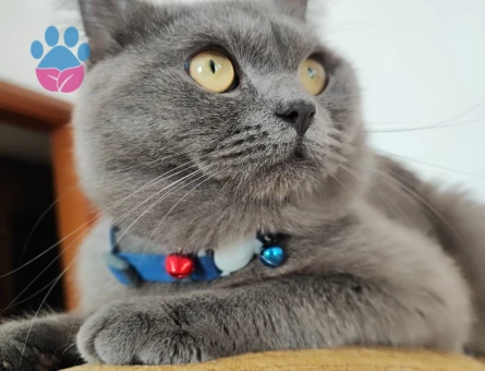 Oğlumuz kül'e çiftleşmesi için eş arıyoruz