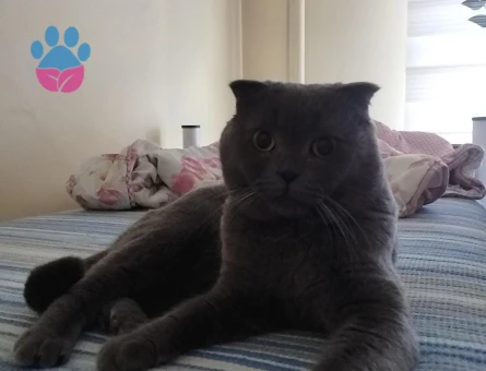 Scottish Fold Yakışıklı Oğluma Eş Arıyorum