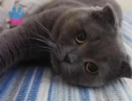 Scottish Fold Yakışıklı Oğluma Eş Arıyorum