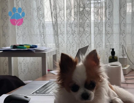 Chihuahua Kuki Eş Arıyor