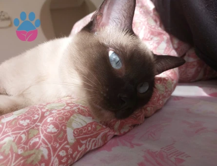 Siyam Erkek Kedime Eş Arıyorum