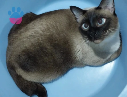 Siyam Erkek Kedime Eş Arıyorum