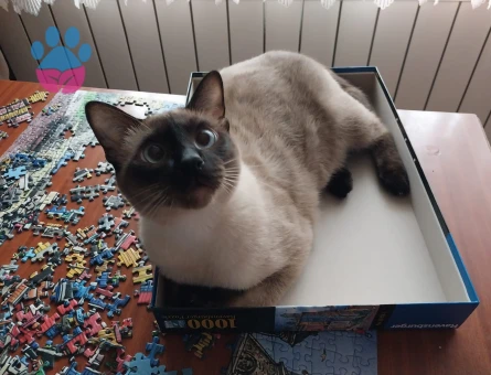 Siyam Erkek Kedime Eş Arıyorum