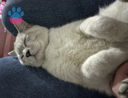 British Shorthair 1 Yaşında Kızgınlıkta