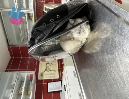 British Shorthair 1 Yaşında Kızgınlıkta