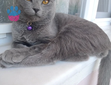 Scottish Fold 1 Yaşında Eş Arıyor