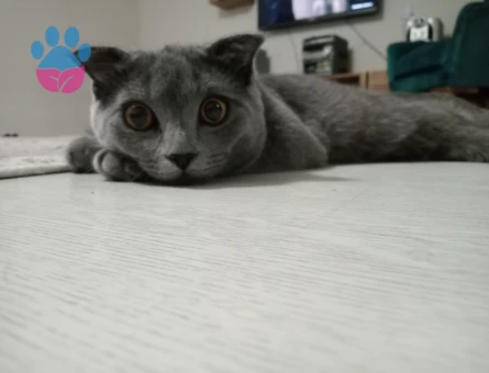 Scottish Fold 1 Yaşında Eş Arıyor