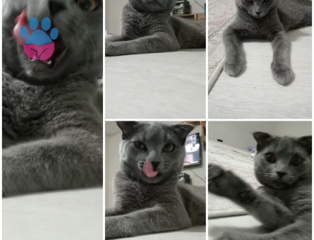Scottish Fold 1 Yaşında Eş Arıyor