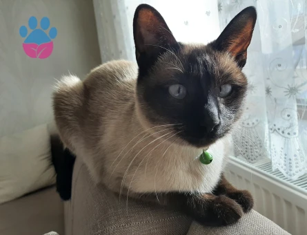 1.5 yaşında dişi siyam kedime tecrübeli siyam eş arıyorum