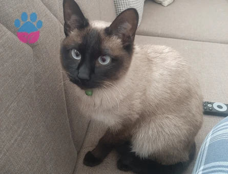 1.5 yaşında dişi siyam kedime tecrübeli siyam eş arıyorum