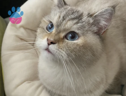 Güzel kızımız Elena’ya eş arıyoruz