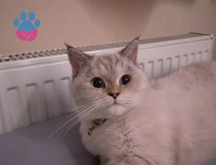 Güzel kızımız Elena’ya eş arıyoruz