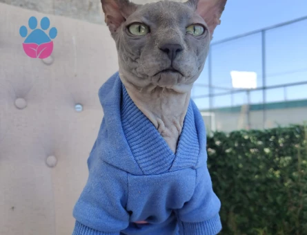 Oğlumuz Silva için dişi Sfenks arıyoruz