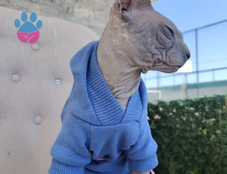 Oğlumuz Silva için dişi Sfenks arıyoruz