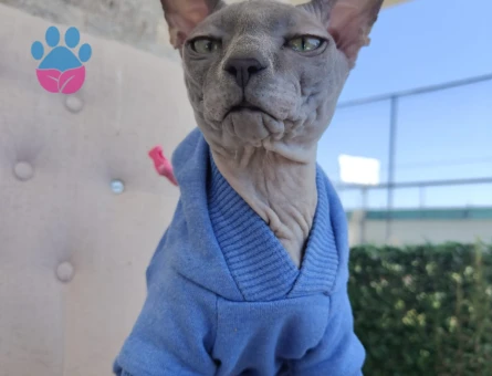 Oğlumuz Silva için dişi Sfenks arıyoruz