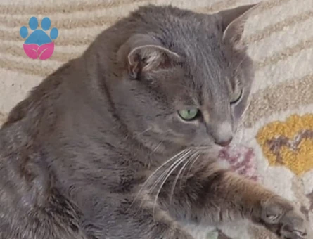 British Shorthair 3 Yaşında Kedime Eş Arıyorum