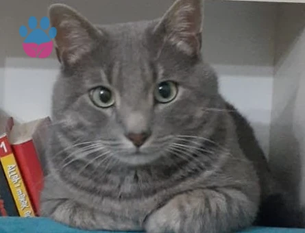 British Shorthair 3 Yaşında Kedime Eş Arıyorum