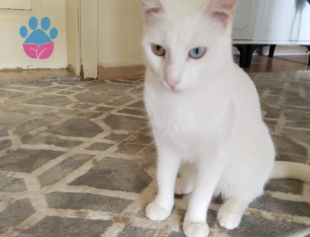 Van Kedisi 1 Yaşında Eş Arıyor