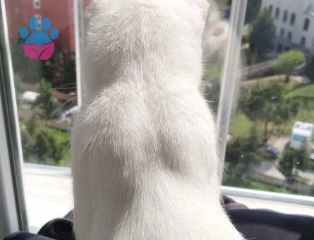 Van Kedisi 1 Yaşında Eş Arıyor