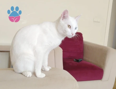 Van Kedisi 1 Yaşında Eş Arıyor