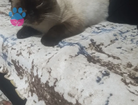 Siyam Dişi Kedime Eş Arıyorum