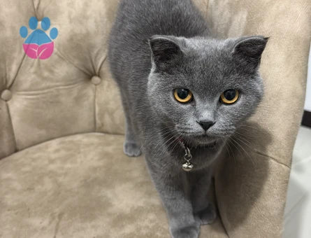 2 yaşında kedime eş arıyorum