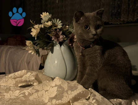 2 yaşında kedime eş arıyorum