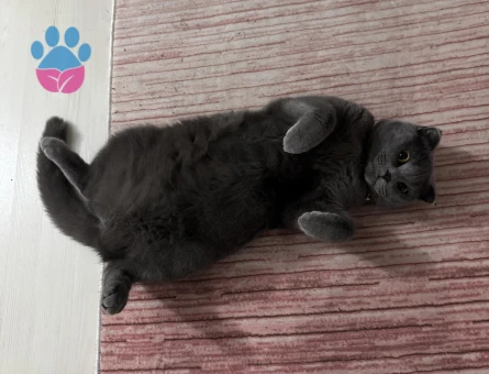 2 yaşında kedime eş arıyorum