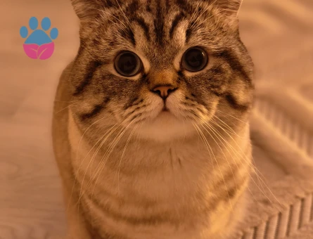 British Shorthair Dük'ümüze Düşes arıyoruz.