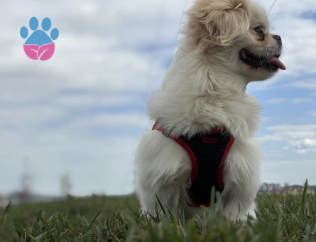 3 yaşında daha önceden hiç çifleşmedi