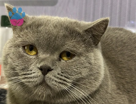 OĞLUMUZA EŞ ARIYORUZ