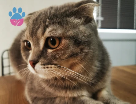 Oğlum seloya eş arıyoruz