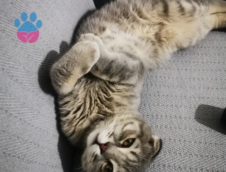 Oğlum seloya eş arıyoruz