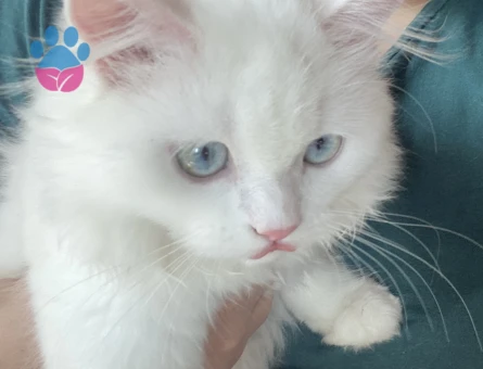 Prenses Elizabeth’e Aşk Aranıyor💞 Güzel Prensesim Centilmen Eşini Seçmek Üzere Sarayından Sesleniyor