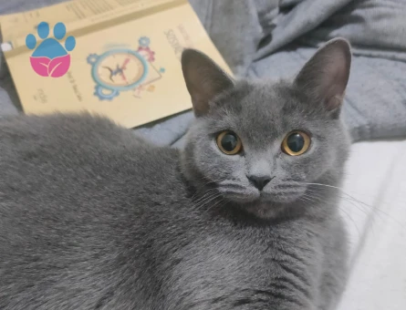 Bitlis - British Shorthair 1 yaşında dişi kedime eş arıyorum.