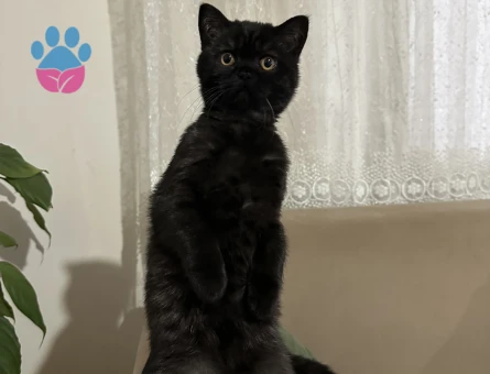 British shorthair kedimize damat aranıyor