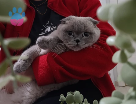 Scottish Fold Kızım Bihter için damat arıyorum