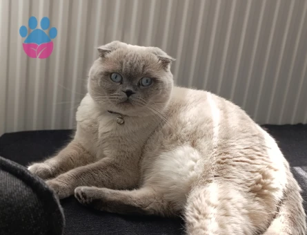 Scottish Fold Kızım Bihter için damat arıyorum