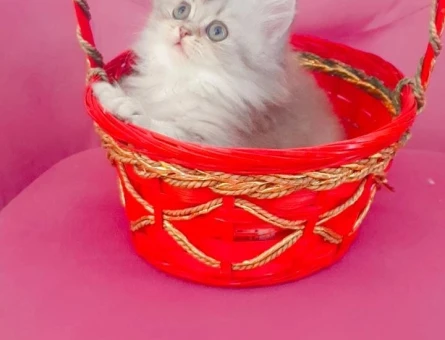 Yavru British longhair 2 Aylık