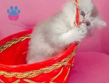 Yavru British longhair 2 Aylık
