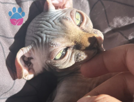 1 Yaşındaki Levkoy Sfenks Oğluma Eş Arıyorum