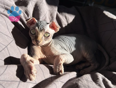 1 Yaşındaki Levkoy Sfenks Oğluma Eş Arıyorum