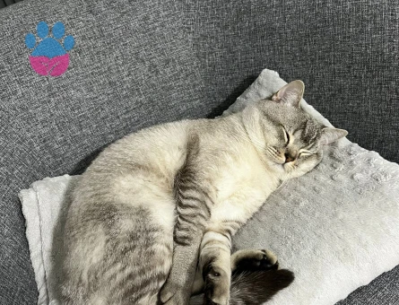 British shorthair Oğlumuza Eş Aranıyor