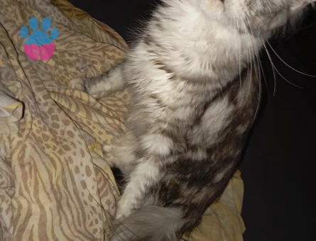 Maine Coon 1,5 Yaşında Kedime Eş Arıyorum