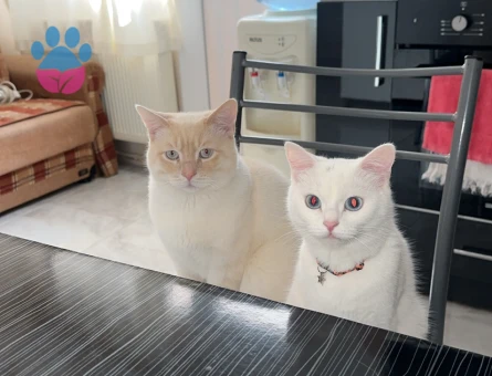 Ogluma eş arıyorum