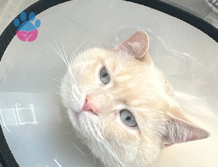 Ogluma eş arıyorum