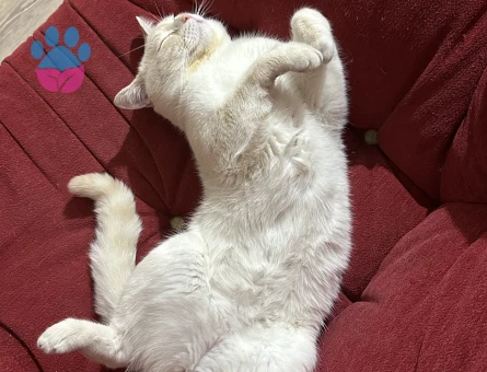 Ogluma eş arıyorum