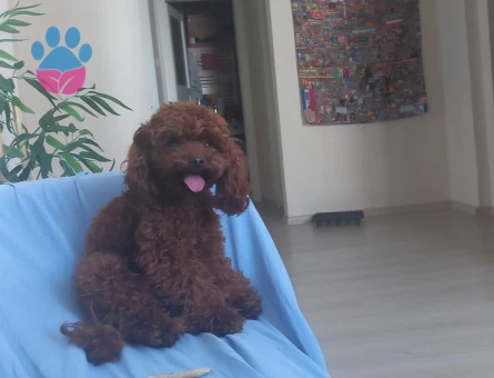 1.600 gr, Teacup Poodle Rolex Eş Arıyor!